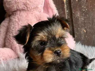 Yorkshire Terrier perros Yorkshire terrier - Anuncio 40