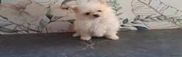 Pomerania perros en venta: Cachorrita de Pomerania Toy - Anuncio 1
