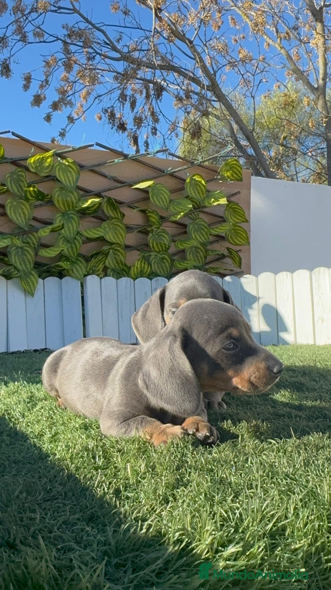 Teckel Miniatura perros en venta: TECKEL MINIATURA BLUE AND TAN - Anuncio 8