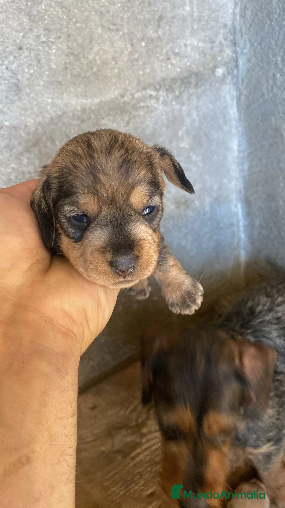 Teckel Miniatura perros en venta: Teckel pelo duro  - Anuncio 2