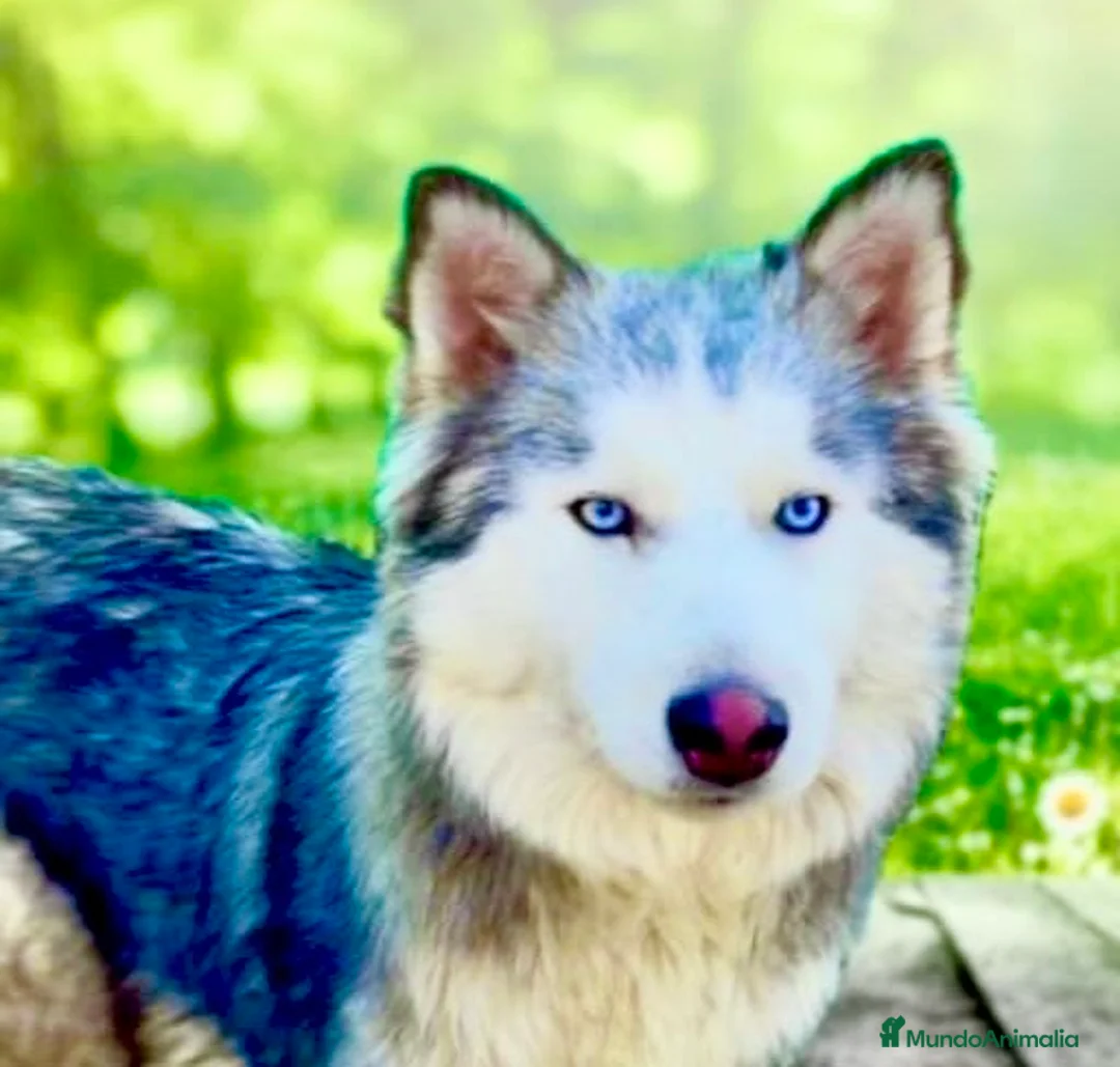 Husky Siberiano perros en venta: Husky siberiano  - Anuncio 1