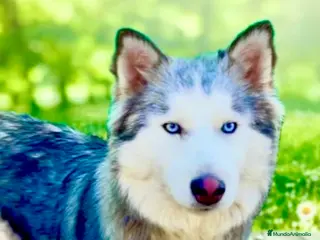 Husky Siberiano perros Husky siberiano - Anuncio 4