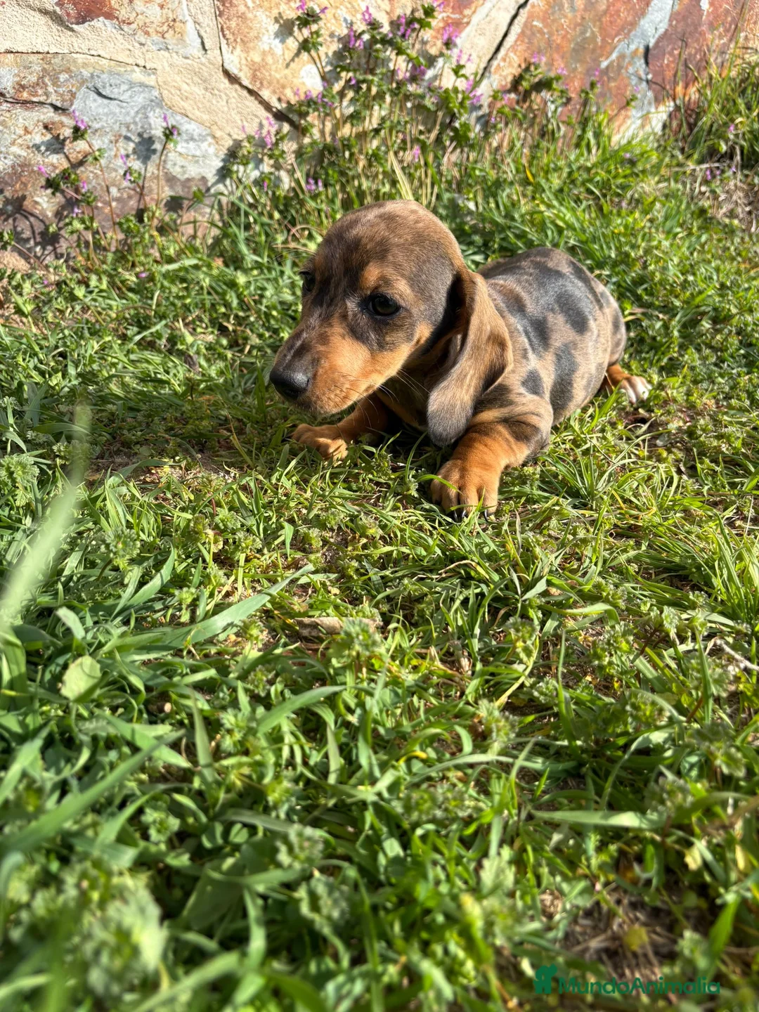 Teckel Miniatura perros en venta: Teckel miniatura  - Anuncio 15