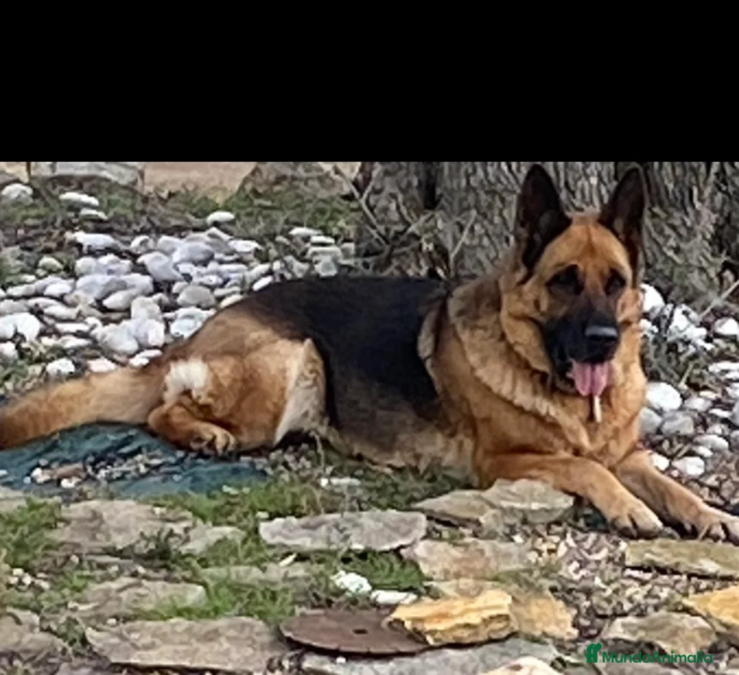 Pastor Alemán perros en venta: Pastor Aleman cachorros calidad - Anuncio 2