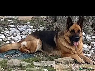 Pastor Alemán perros Pastor Aleman cachorros calidad - Anuncio 5