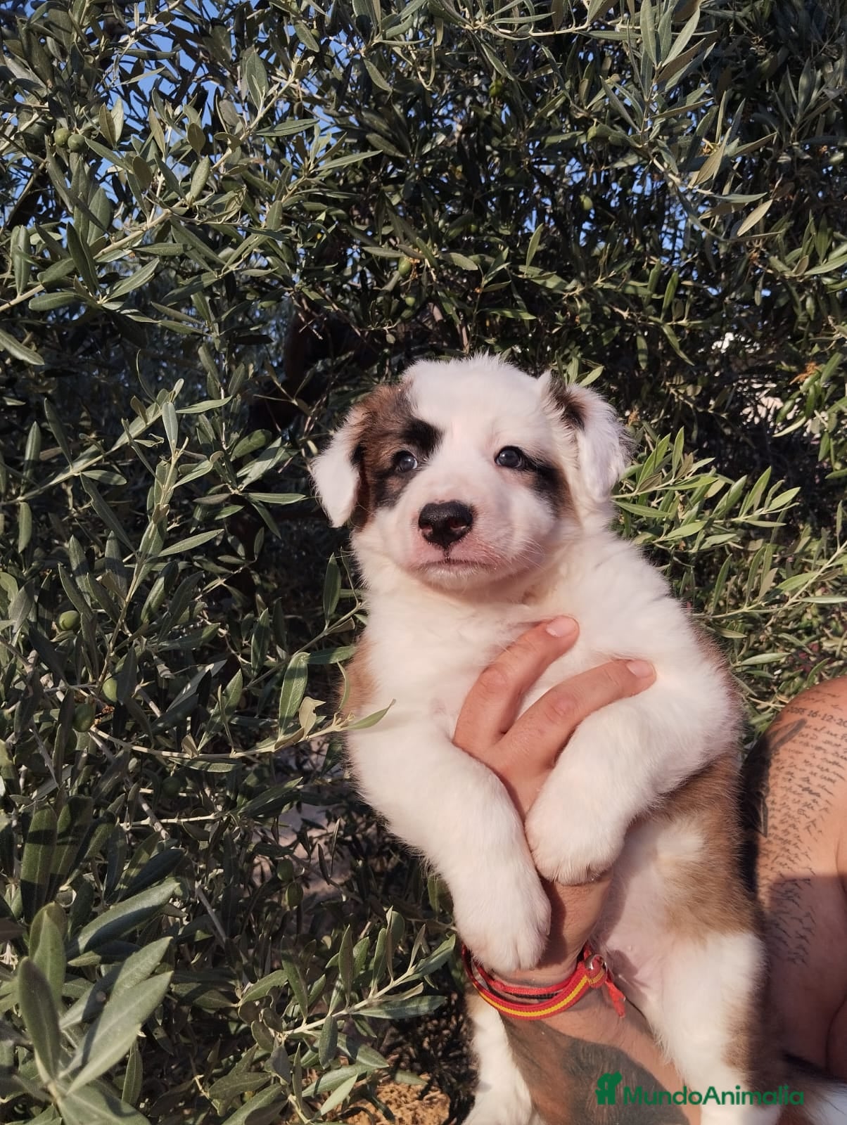 Border Collie perros Gran camada de Border Collie - Anuncio 1