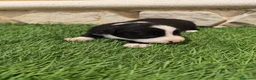 Border Collie perros en venta: Border Collie hembra   - Anuncio 11
