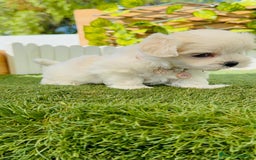 Bichón Maltés perros en venta: BICHÓN MALTÉS HEMBRA - Imagen 15