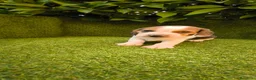 Beagle perros en venta: camada de beagles tricolor  - Anuncio 10