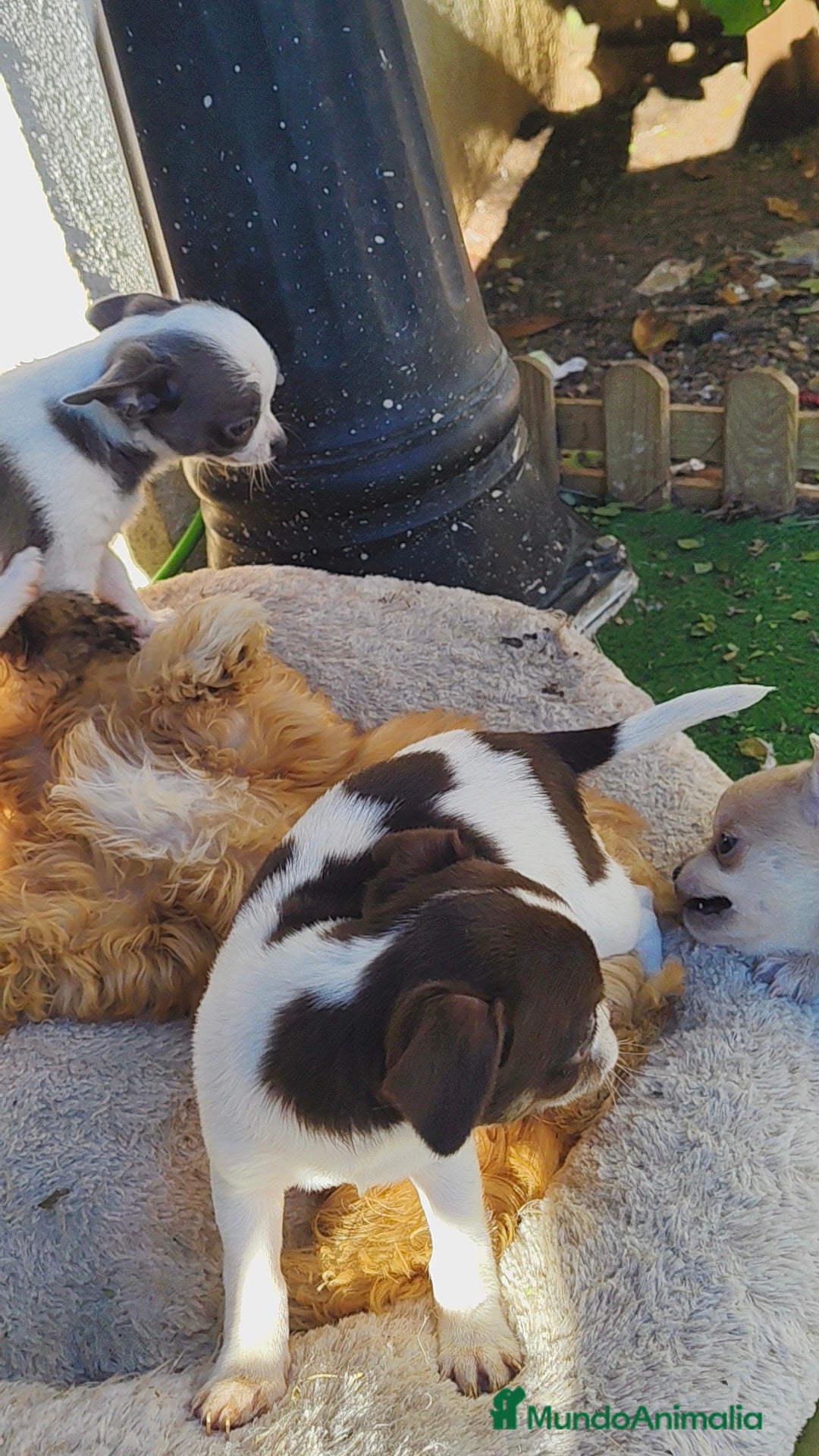 Chihuahua perros en venta: Chihuahua Toy  - Anuncio 1