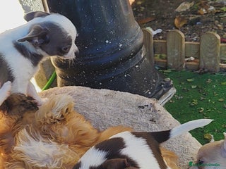 Chihuahua perros Chihuahua Toy - Anuncio 1