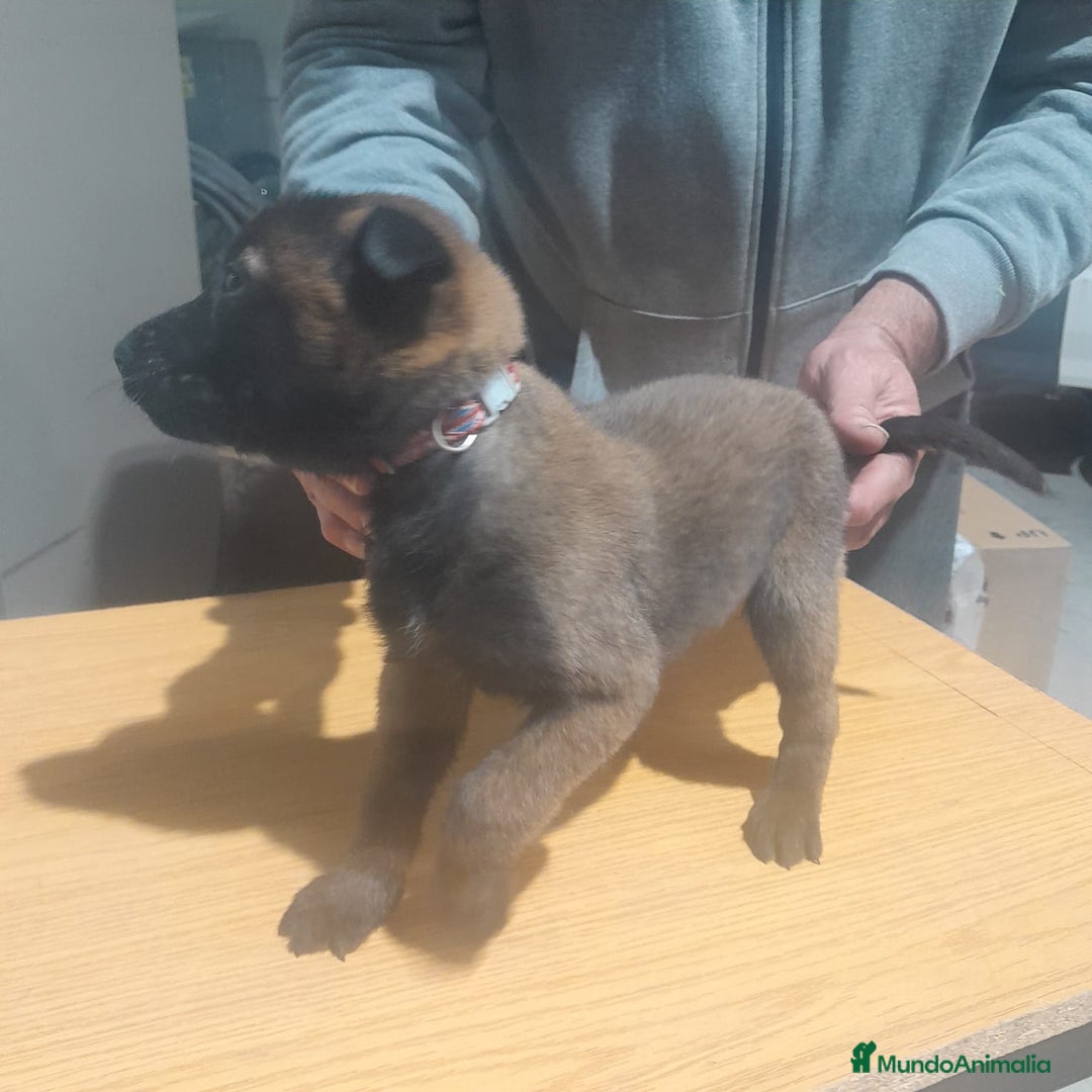 Pastor Belga Malinois perros en venta: PASTOR BELGA MALINOIS - Anuncio 2