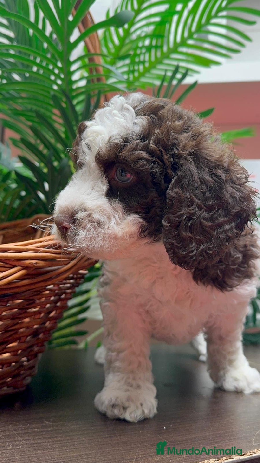 Perro de Agua Español perros en venta: PERRO DE AGUA ESPAÑOL - Anuncio 4