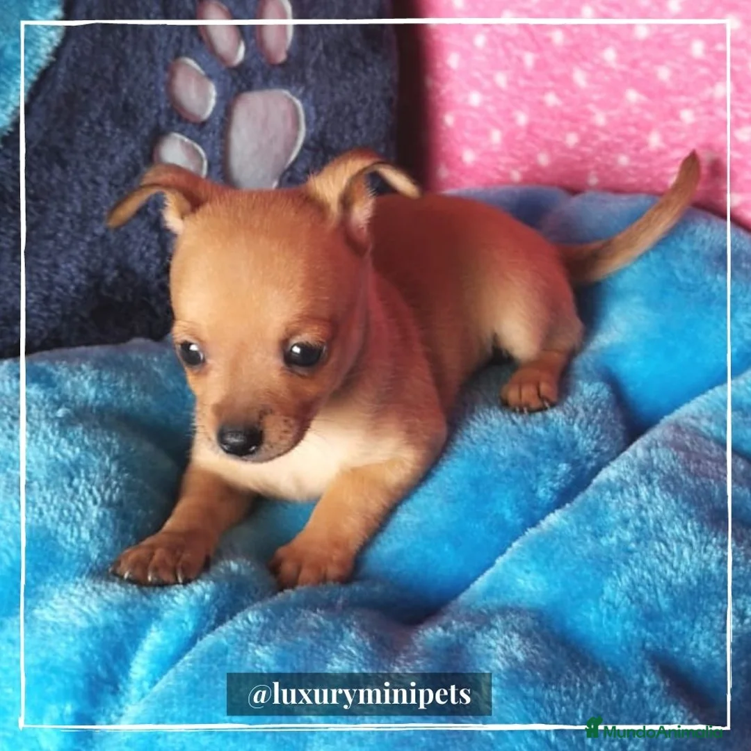 Ratón de Praga perros en venta: Camada de Ratón de Praga en Madrid - Anuncio 2