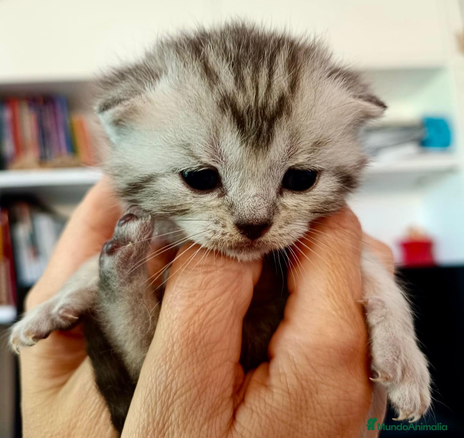 Británico de Pelo Corto gatos  BRITISH SHORTAIR Se vende - Anuncio 1