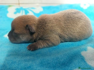 Chihuahua perros CJIHUAHUAS - Anuncio 1