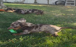 Teckel Miniatura perros en venta: TECKEL MINIATURAS - Imagen 2