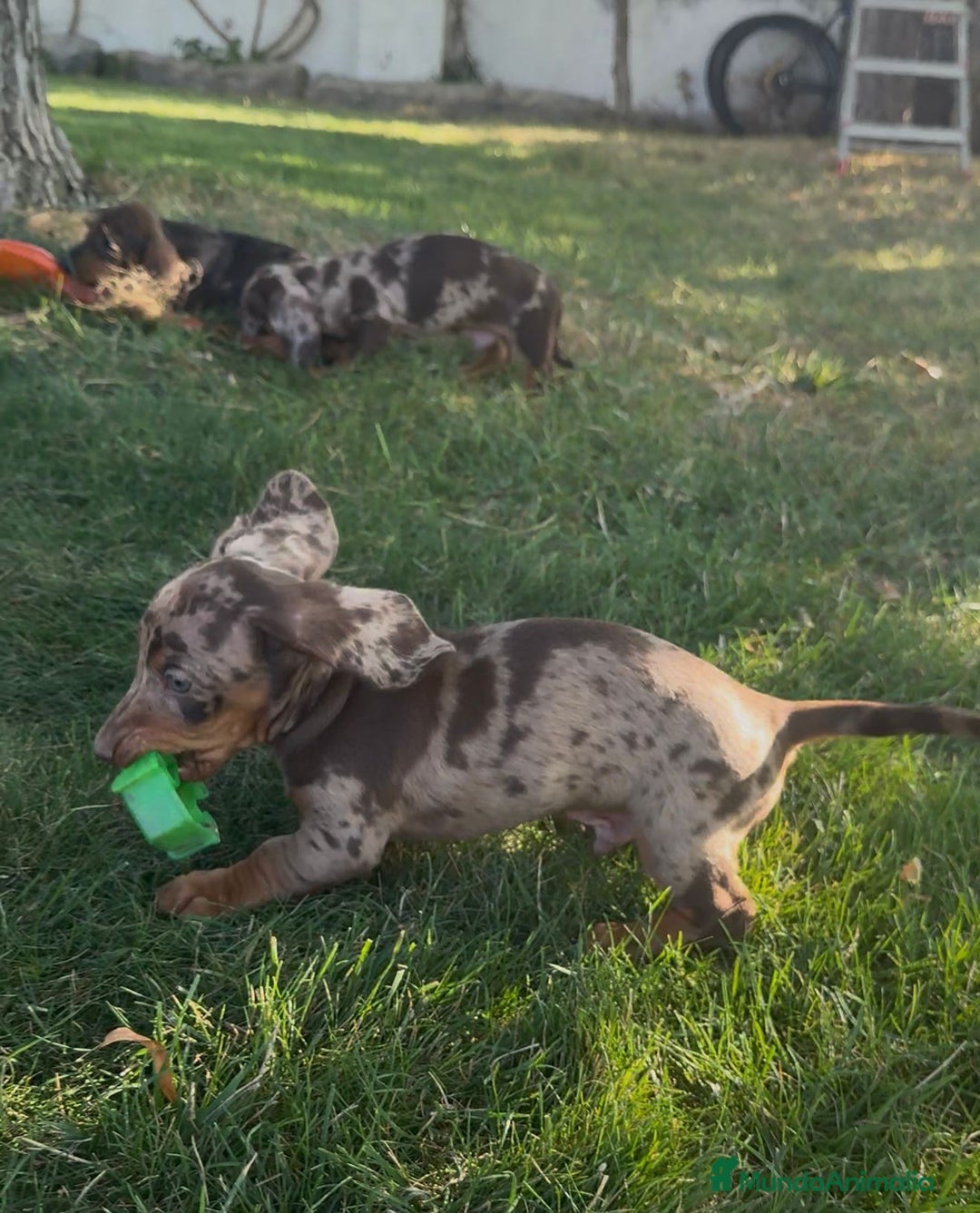Teckel Miniatura perros en venta: TECKEL MINIATURAS - Imagen 2