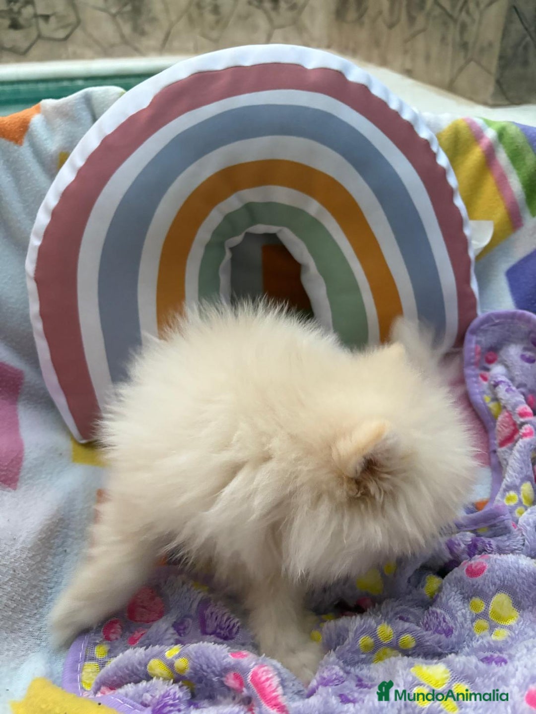 Pomerania perros en venta: Lulu pomerania toy  - Imagen 10