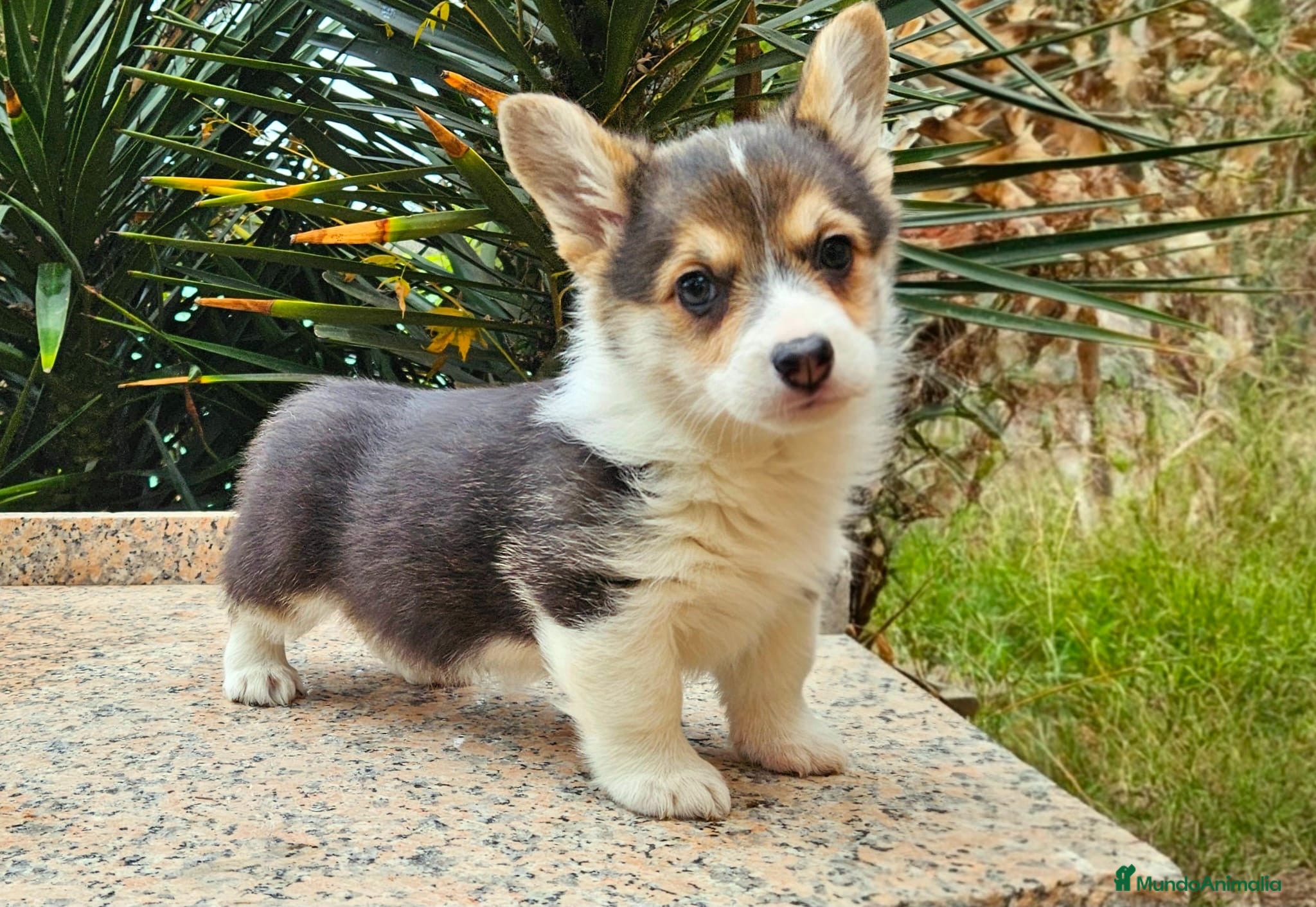 Welsh Corgi Pembroke perros Corgi - Anuncio 1