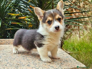 Welsh Corgi Pembroke perros Corgi - Anuncio 30