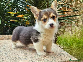 Welsh Corgi Pembroke perros Corgi - Anuncio 1