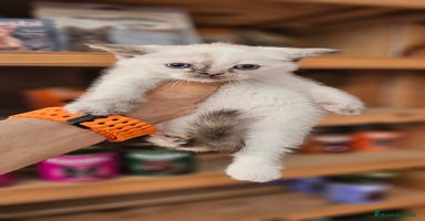Scottish Straight gatos - Propaganda 8