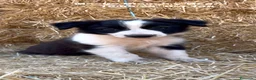 Border Collie perros en venta: BORDER COLLIE DE VILLA BIZNAGA - Anuncio 6