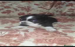 Chihuahua perros en venta: Hembra chihuahua  - Imagen 3