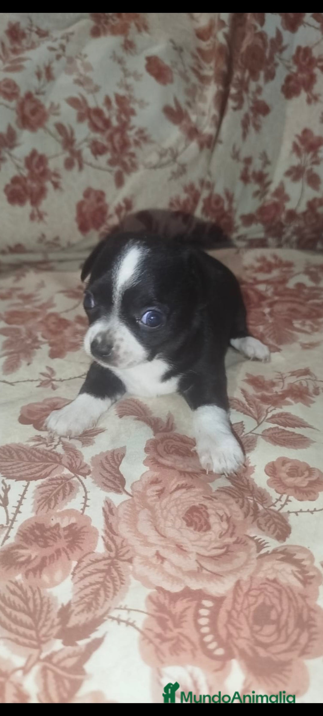 Chihuahua perros en venta: Hembra chihuahua  - Imagen 3