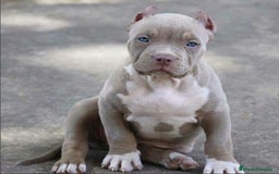 American Pit Bull Terrier perros en venta: AMERICAN PITBULL CACHORROS  608 76 13 65 - Imagen 4