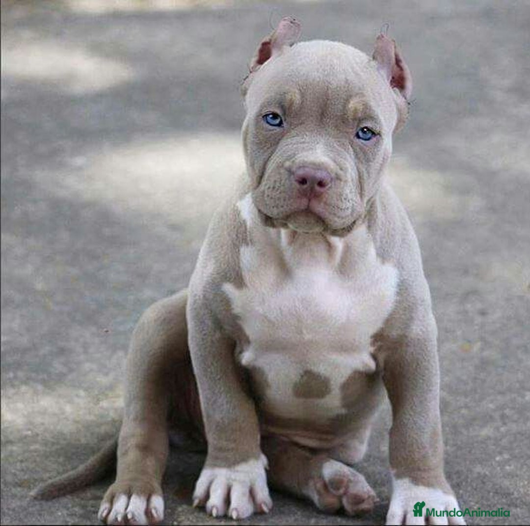 American Pit Bull Terrier perros en venta: AMERICAN PITBULL CACHORROS  608 76 13 65 - Imagen 4