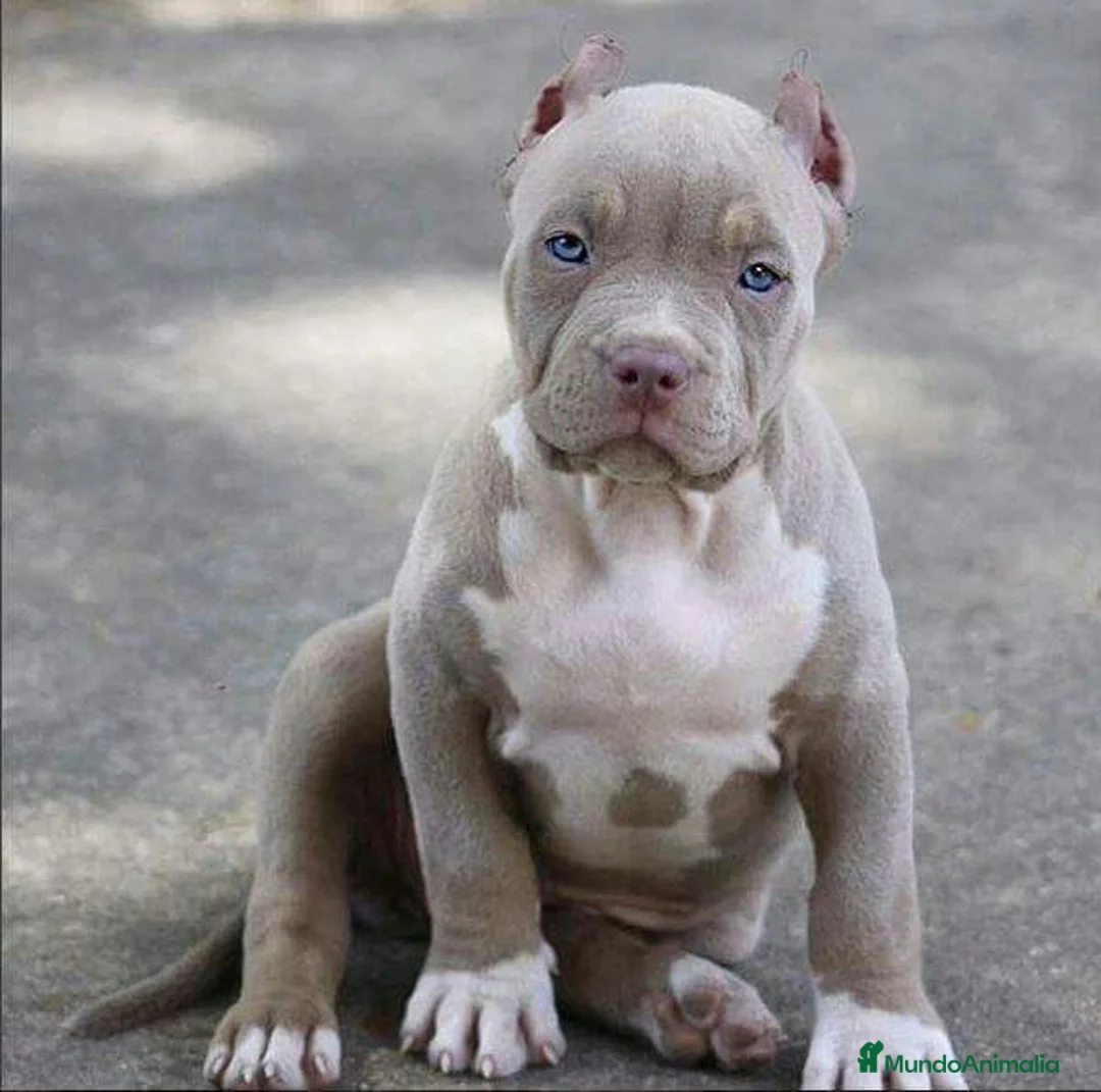 American Pit Bull Terrier perros en venta: AMERICAN PITBULL CACHORROS  608 76 13 65 - Anuncio 4