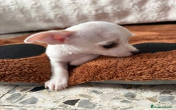 Chihuahua perros en venta: Chihuahua toy hembra - Anuncio 5