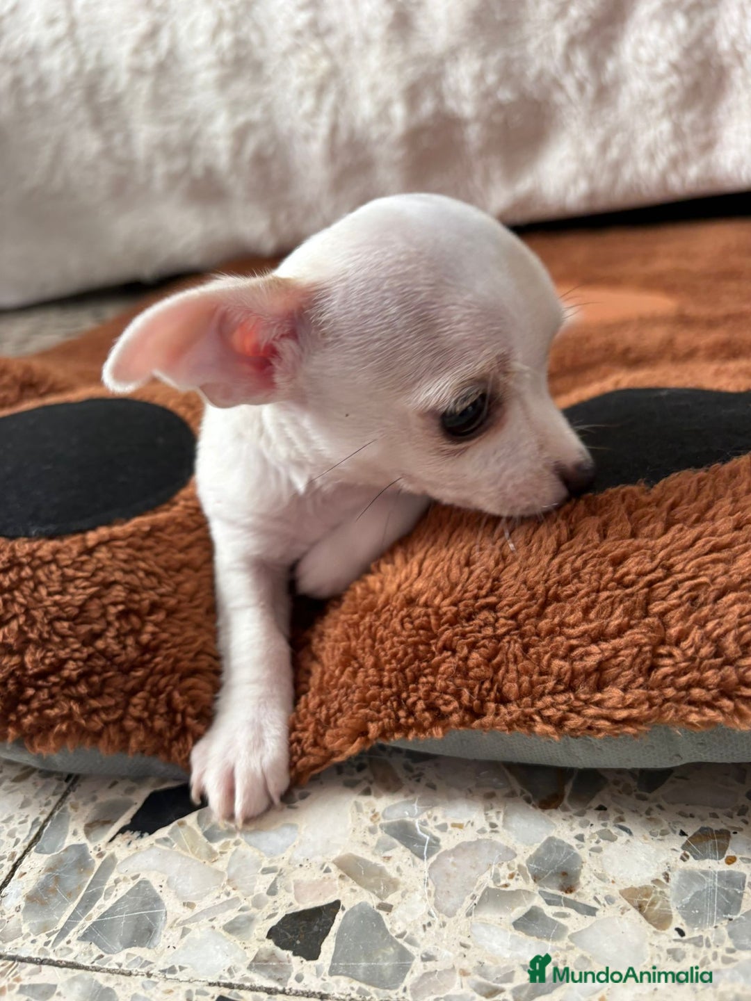 Chihuahua perros en venta: Chihuahua toy hembra - Anuncio 5