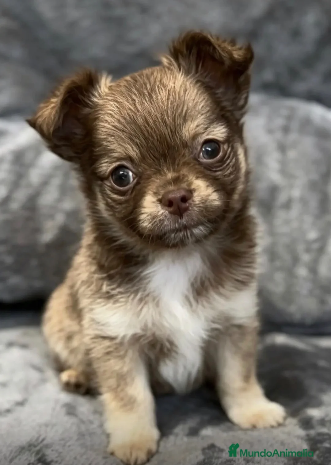 Chihuahua perros en venta: Chihuahua - Anuncio 1