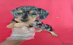 Teckel Miniatura perros en venta: Teckel Miniatura Arlequin  - Imagen 1