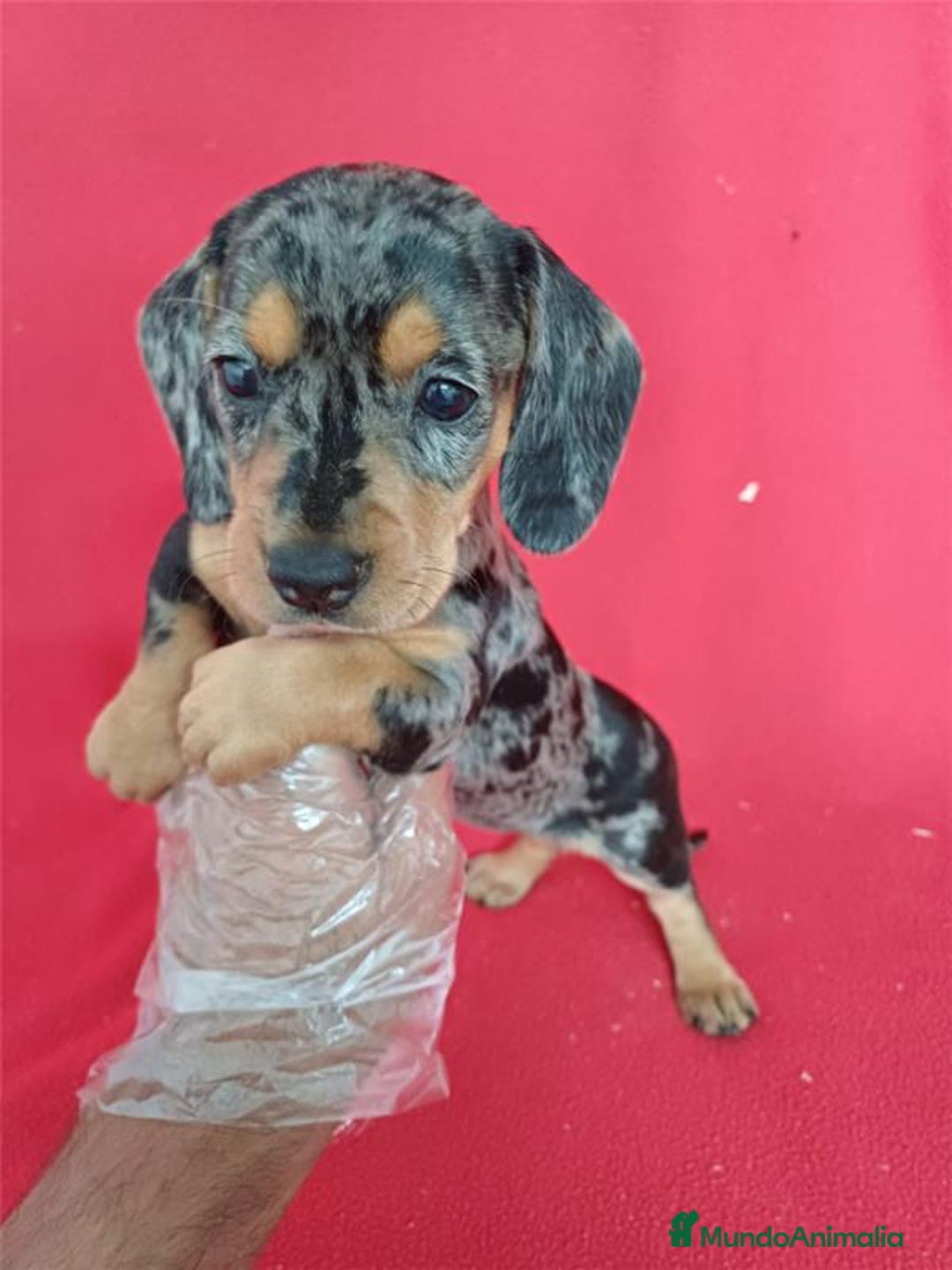 Teckel Miniatura perros en venta: Teckel Miniatura Arlequin  - Imagen 1