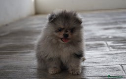 Pomerania perros en venta: 🌟 Frosty, Sparky, Roscón, Prodigy y Monk 🧸 - Imagen 5