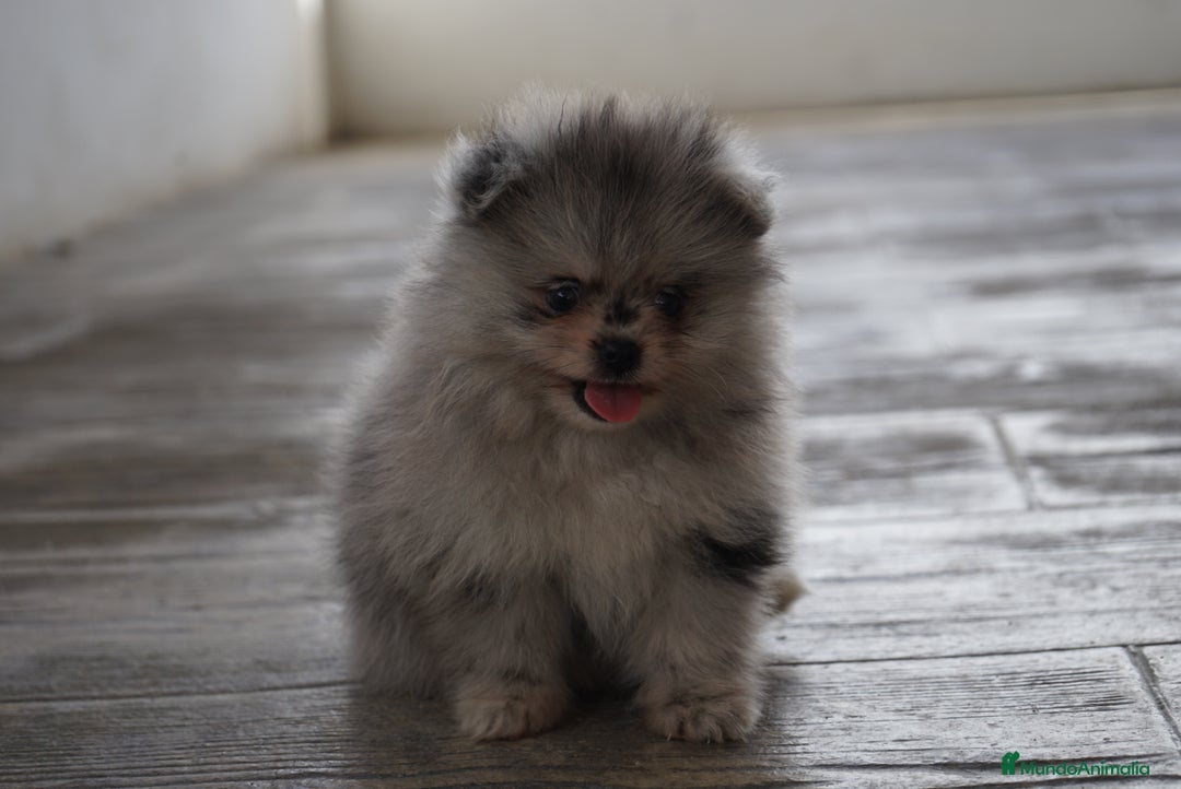 Pomerania perros en venta: 🌟 Frosty, Sparky, Roscón, Prodigy y Monk 🧸 - Imagen 5