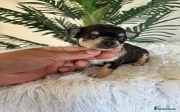 Chihuahua perros en venta: CHIHUAHUA MERLE HEMBRA - Imagen 8