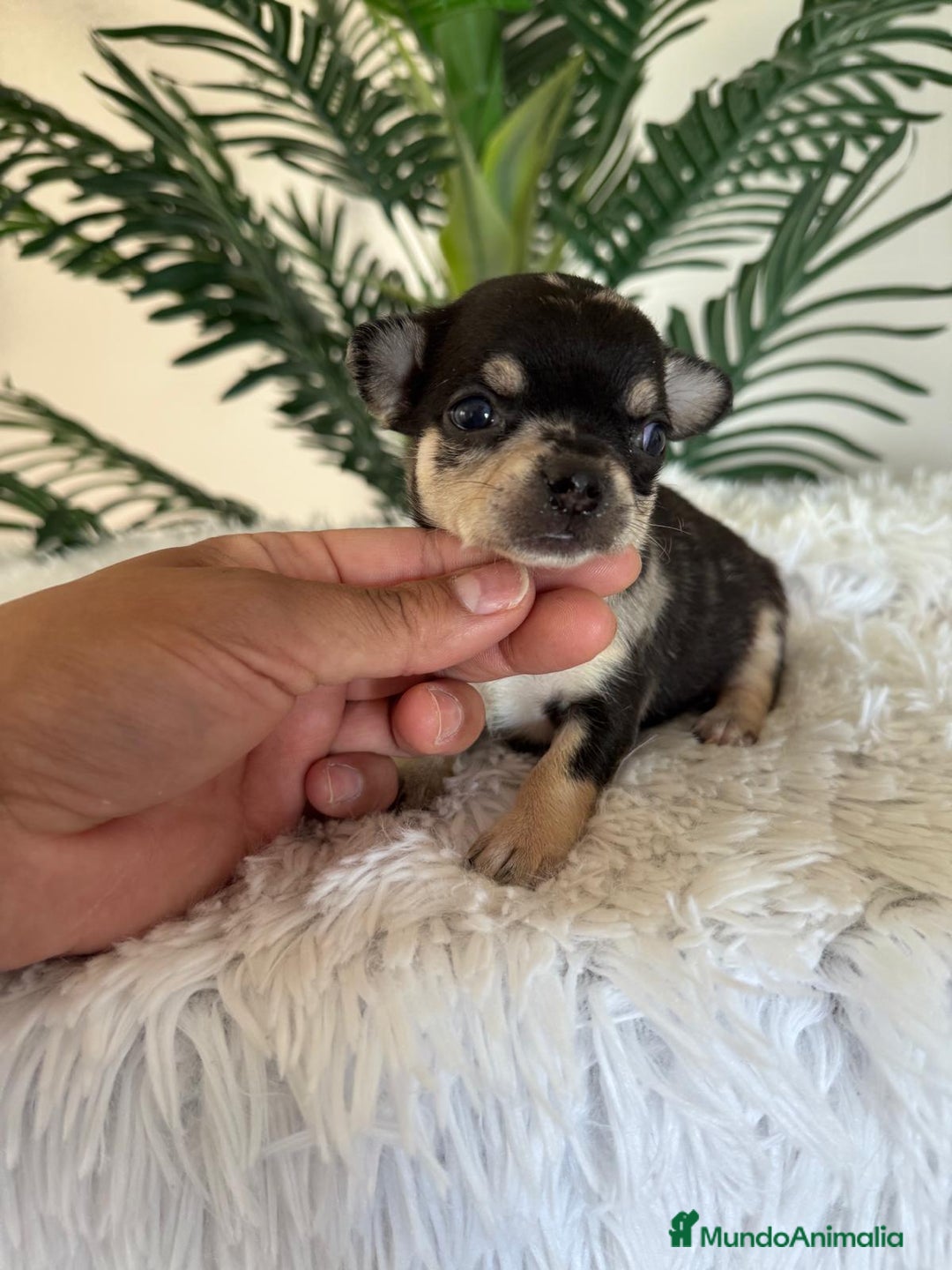 Chihuahua perros en venta: CHIHUAHUA MERLE HEMBRA - Imagen 8
