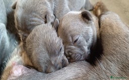 Bulldog Francés perros en venta: Bulldog francés  en León - Imagen 1