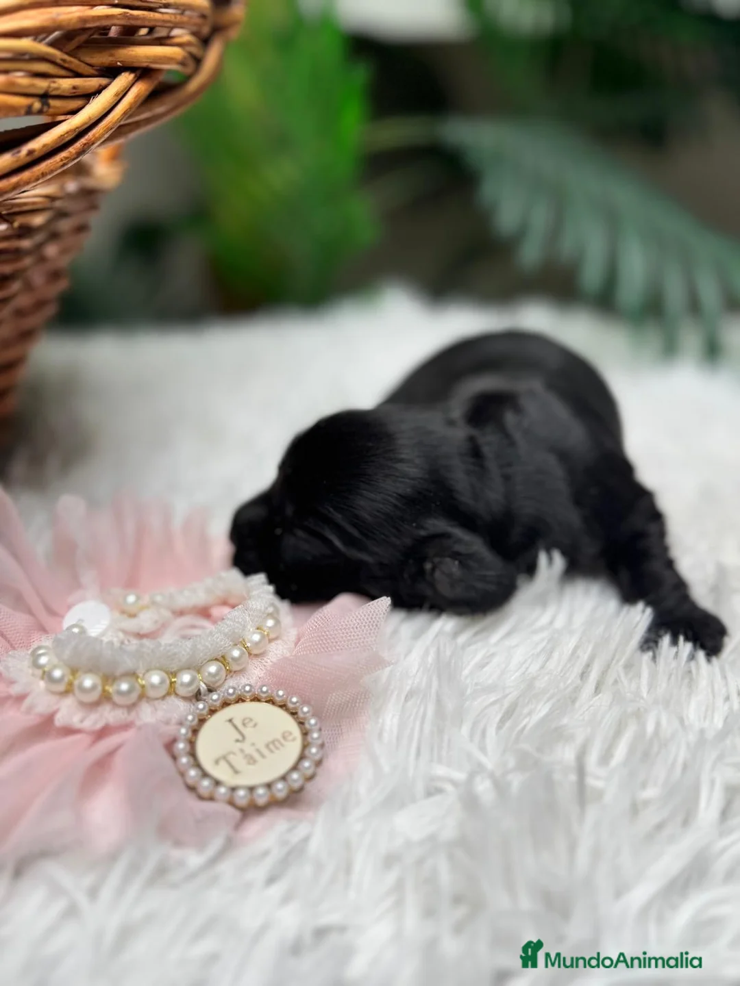 Cocker Spaniel Inglés perros en venta: COCKER HEMBRA - Anuncio 9