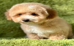 Maltipoo perros en venta: Maltipoo f2 - Imagen 3
