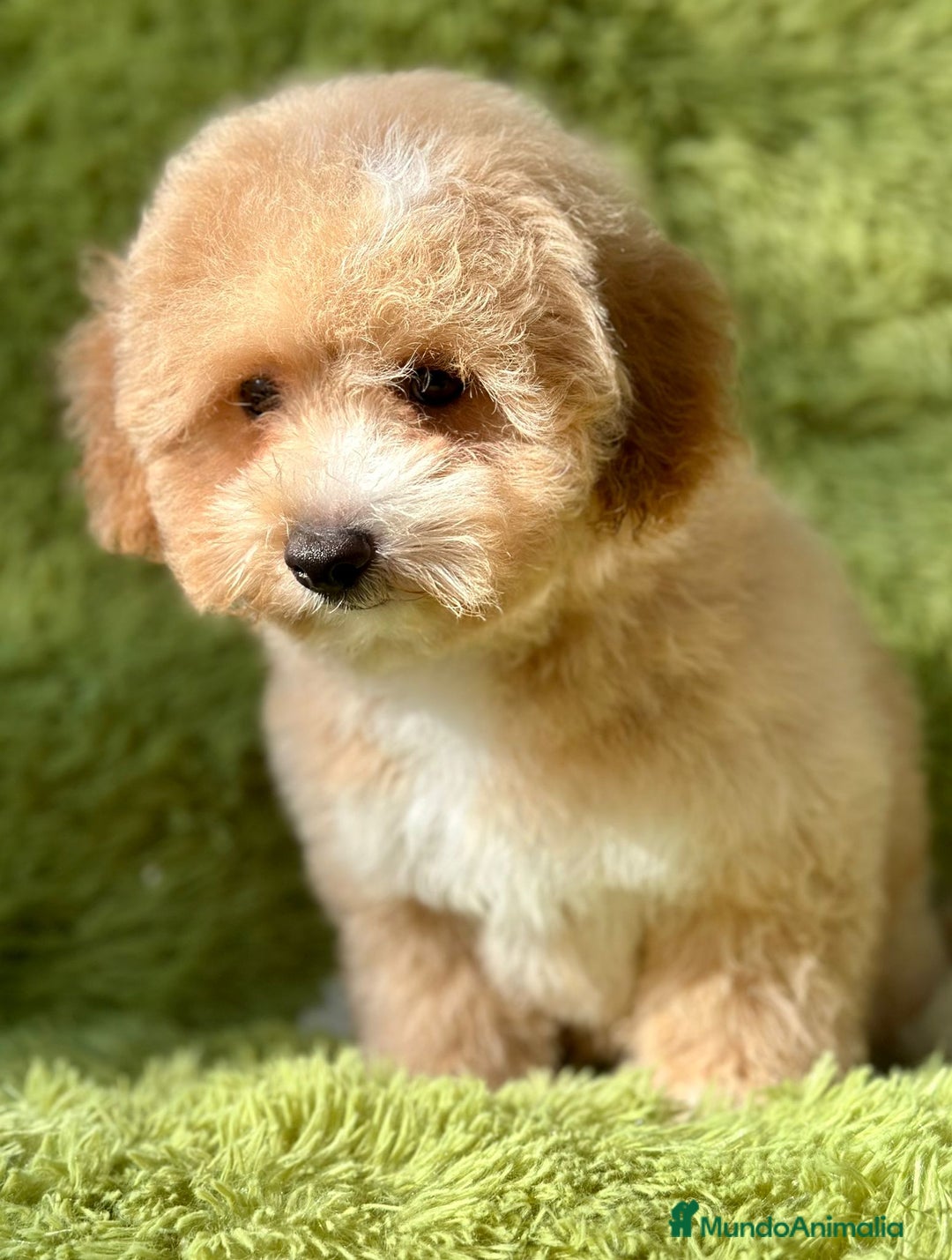 Maltipoo perros en venta: Maltipoo f2 - Imagen 3