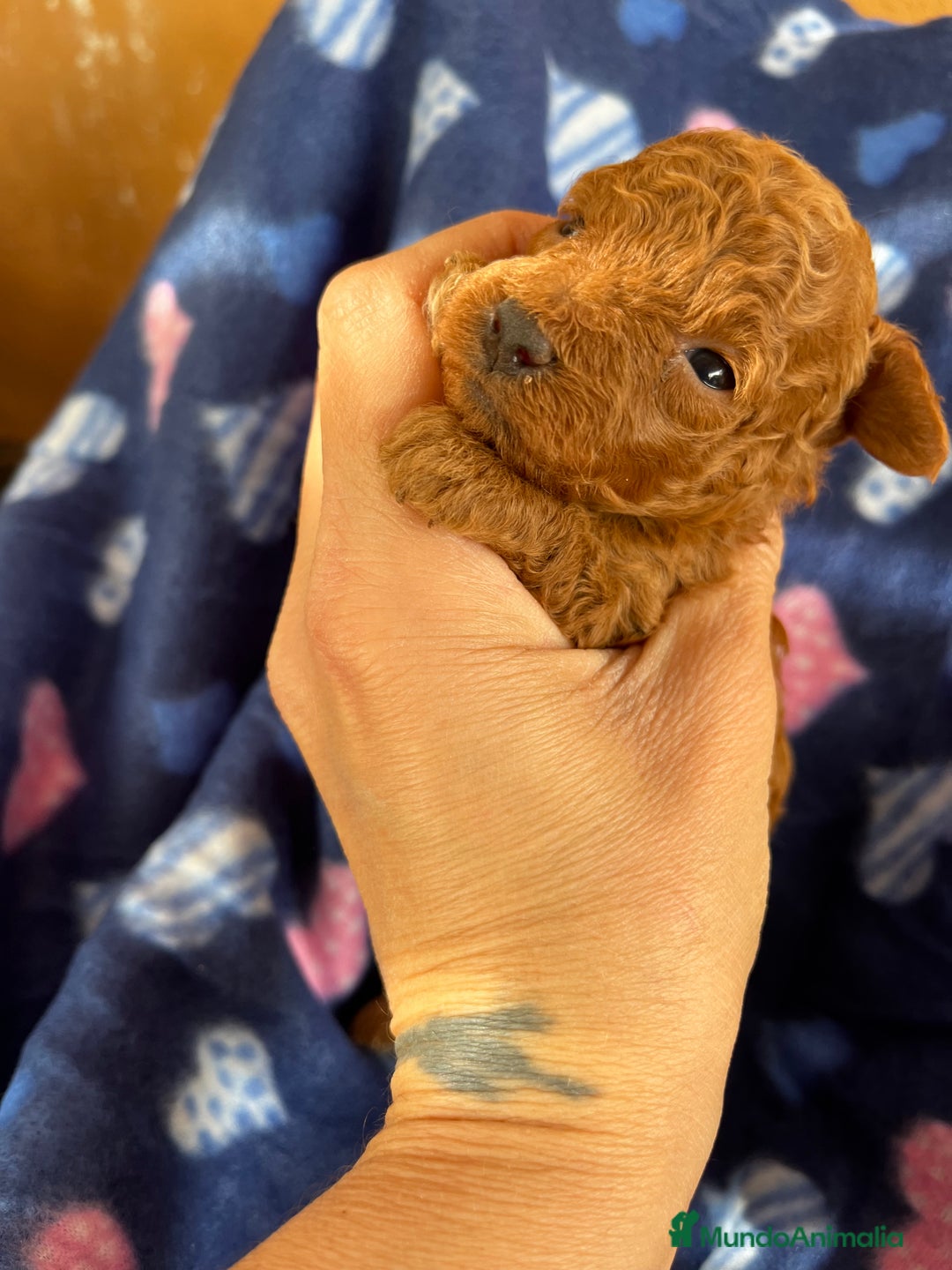 Caniche Toy perros en venta: Caniches mini toy tacita de té  - Imagen 4