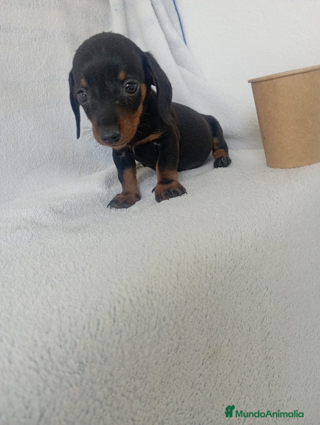 Teckel Miniatura perros en venta: Últimos teckel!! - Imagen 4