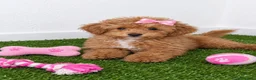 Caniche Toy perros en venta: Hembra de caniche TOY roja - Anuncio 5