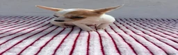 Chihuahua perros en venta: Chihuahua toy  - Anuncio 2